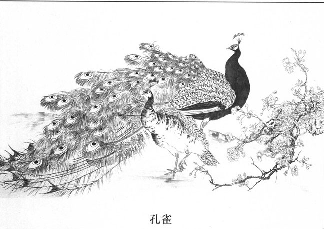 工笔画孔雀白描图片大全